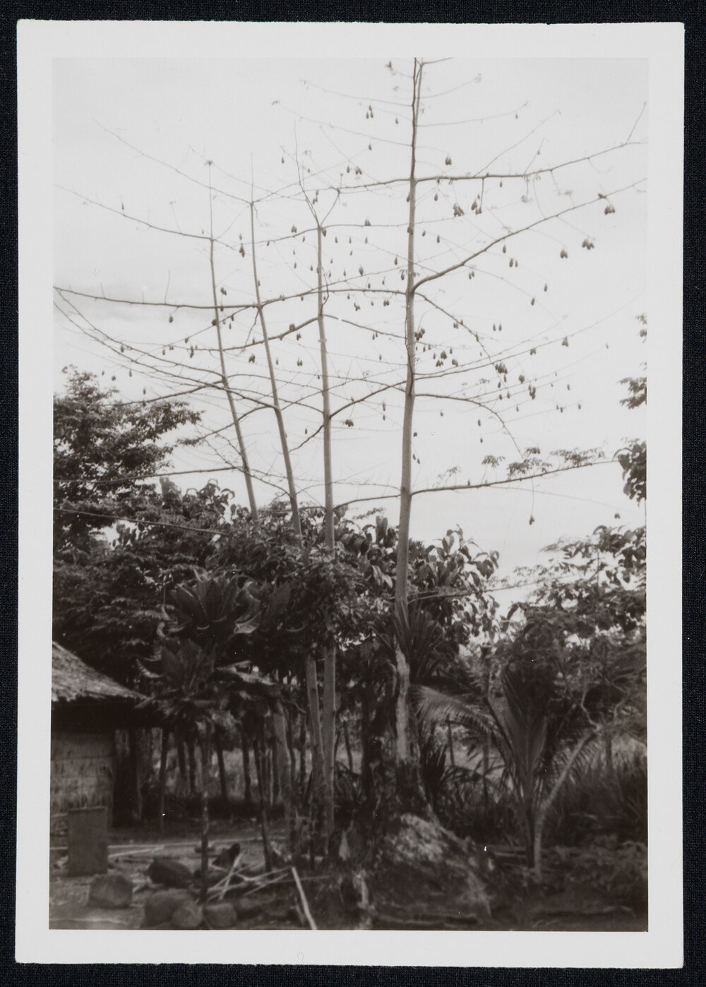 Sister Mary Addison - Tonu, Papua New Guinea - Kapok Trees, Wedding, Nurses, Missionaries and Local People