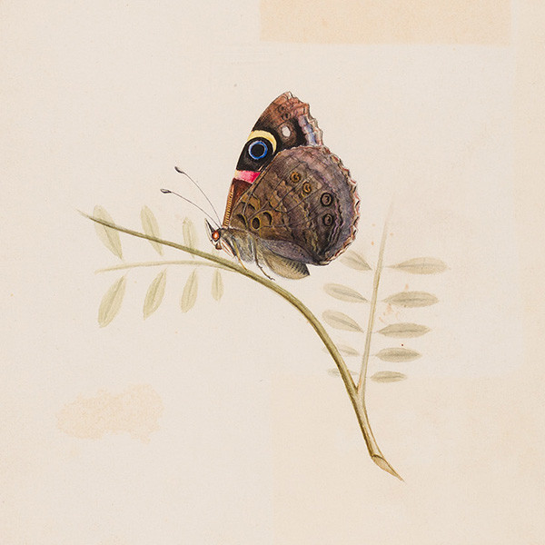 Mary Australia Aldred Personal Papers (c.1843 - 1940)