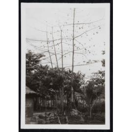 Sister Mary Addison - Tonu, Papua New Guinea - Kapok Trees, Wedding, Nurses, Missionaries and Local People
