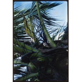 Sister Mary Addison - Tonu, Papua New Guinea - Girl's Life Brigade and MAF Plane - Slides